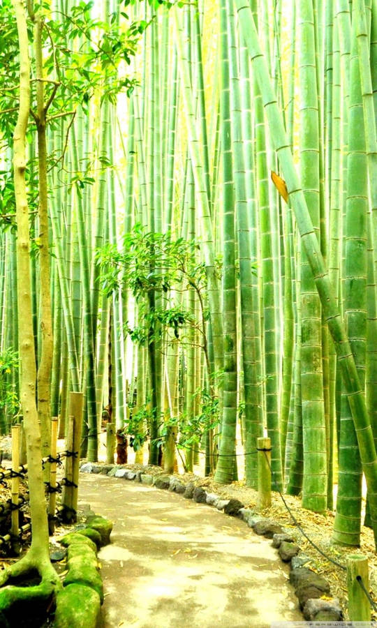 Bright Bamboo Pathway Iphone Wallpaper