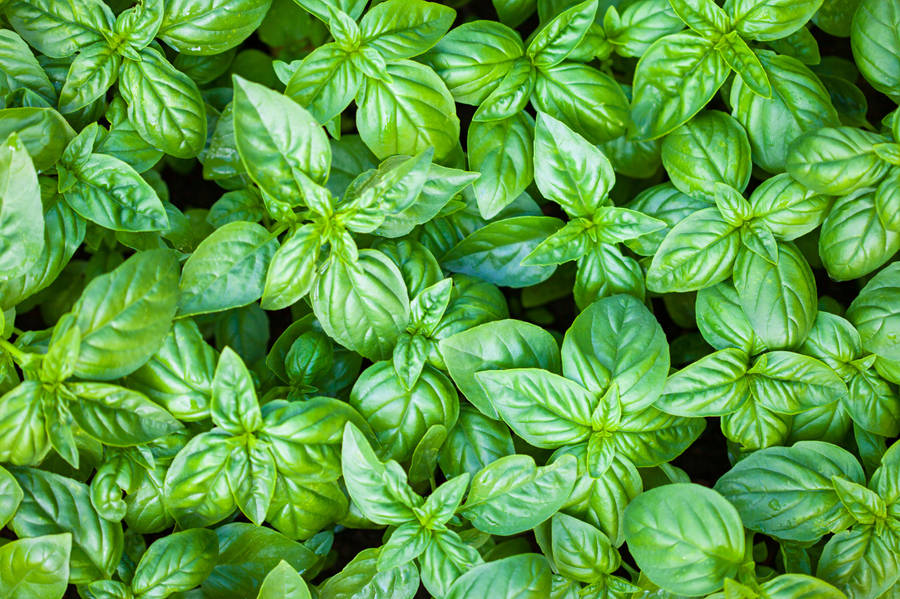 Bright Basil Herb Close Up Shot Wallpaper