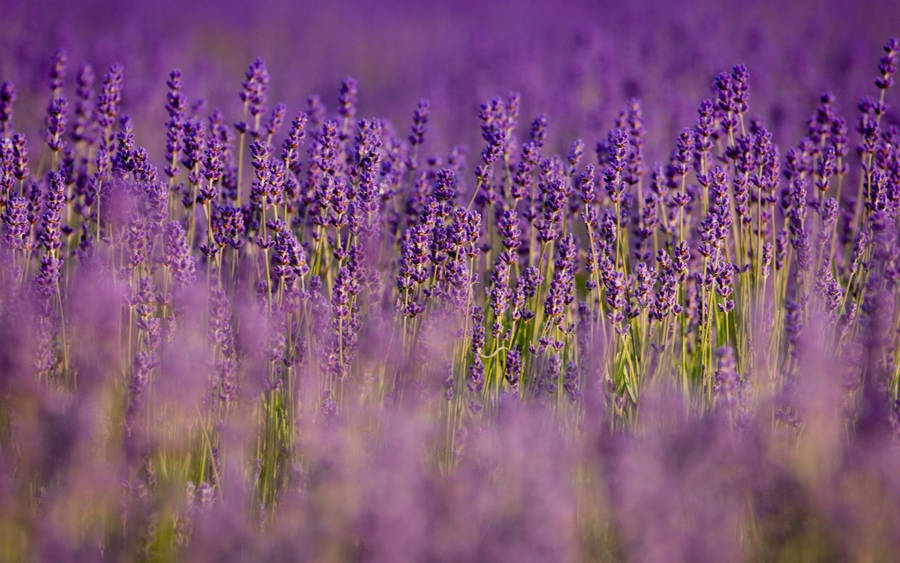 Bright Green And Lavender Desktop Wallpaper