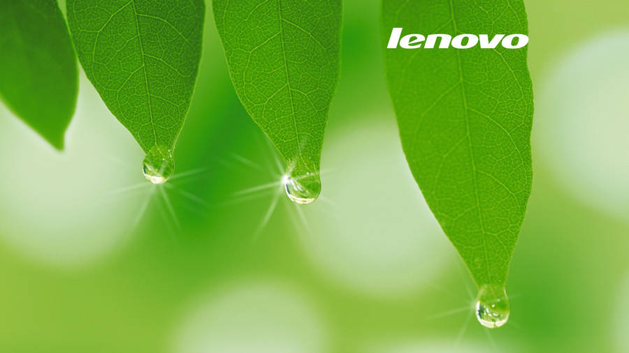 Bright Green Leaves Lenovo Official Wallpaper