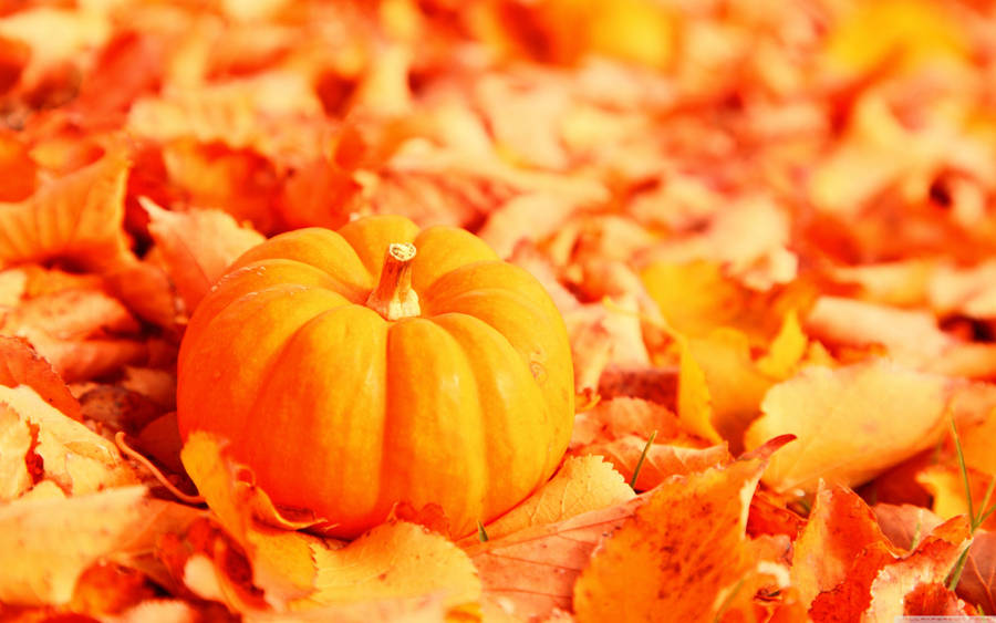 Bright Orange Pumpkin Wallpaper