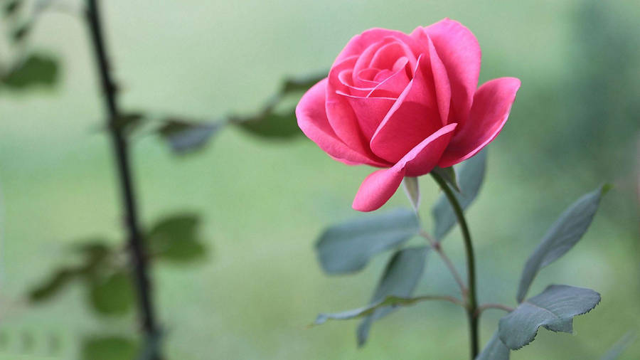 Bright Pink Beautiful Rose Hd Wallpaper