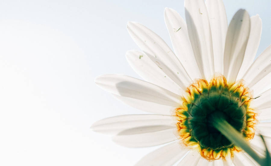 Bright Shining Sun In A White Cloud-filled Sky Wallpaper