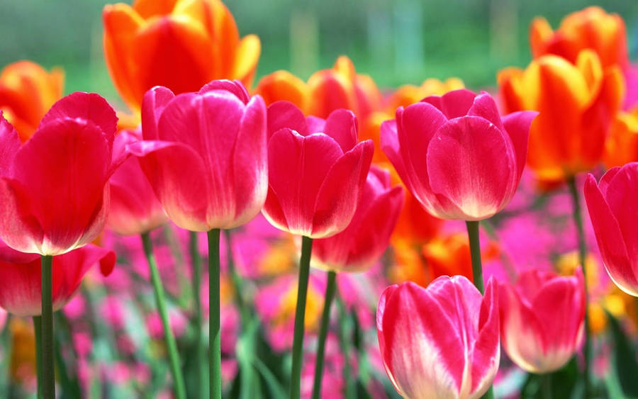 Bright Spring Flowers Wallpaper