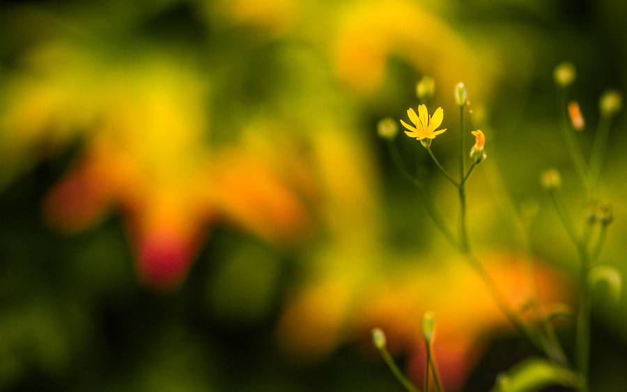 Bright Yellow Macro Flower Wallpaper