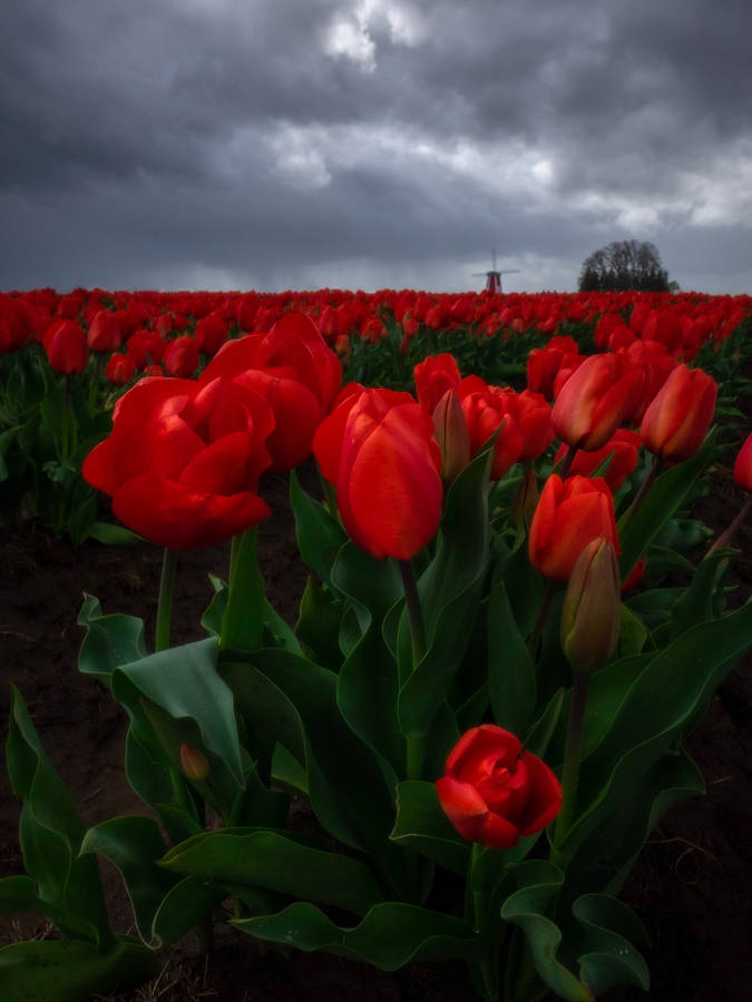 Brighten Up Your Whatsapp Chats With This Stunning Field Of Tulips! Wallpaper