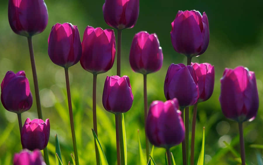 Brighten Your Day With Stunning Spring Flowers Wallpaper