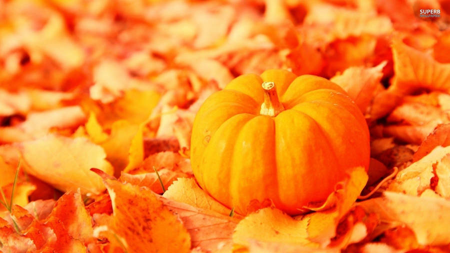 Brightening Up The Autumn, A Pumpkin Glows In The Sunlight Wallpaper