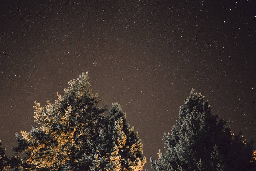 Brightly Lit Trees Under A Starry Night Wallpaper