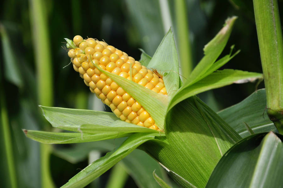 Brilliant Hues Of Golden Yellow Corn Kernels Wallpaper