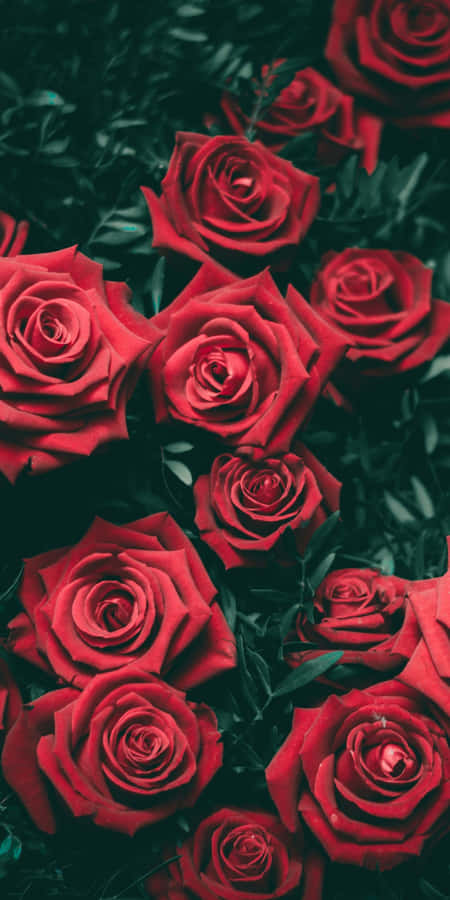 Bring Romance And Style To Your Life With A Beautiful Red Rose Aesthetic Wallpaper