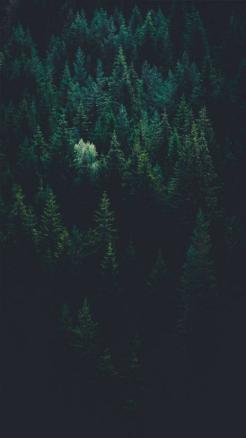 Bringing The Forest To You With 9 Free Iphone X Wallpaper. Preppy Wallpaper