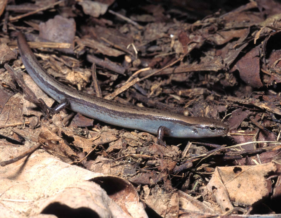 Broad Head Brown Ground Skink Wallpaper