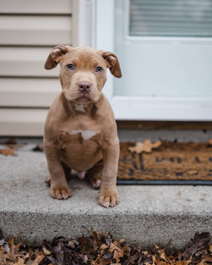 Brown American Pitbull Terrier Puppy Wallpaper