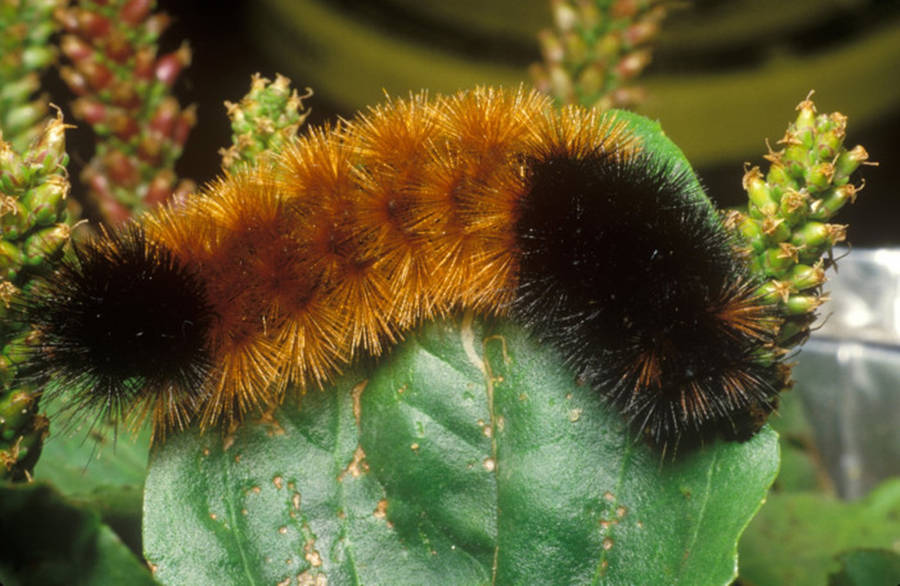 Brown And Black-haired Caterpillar Wallpaper