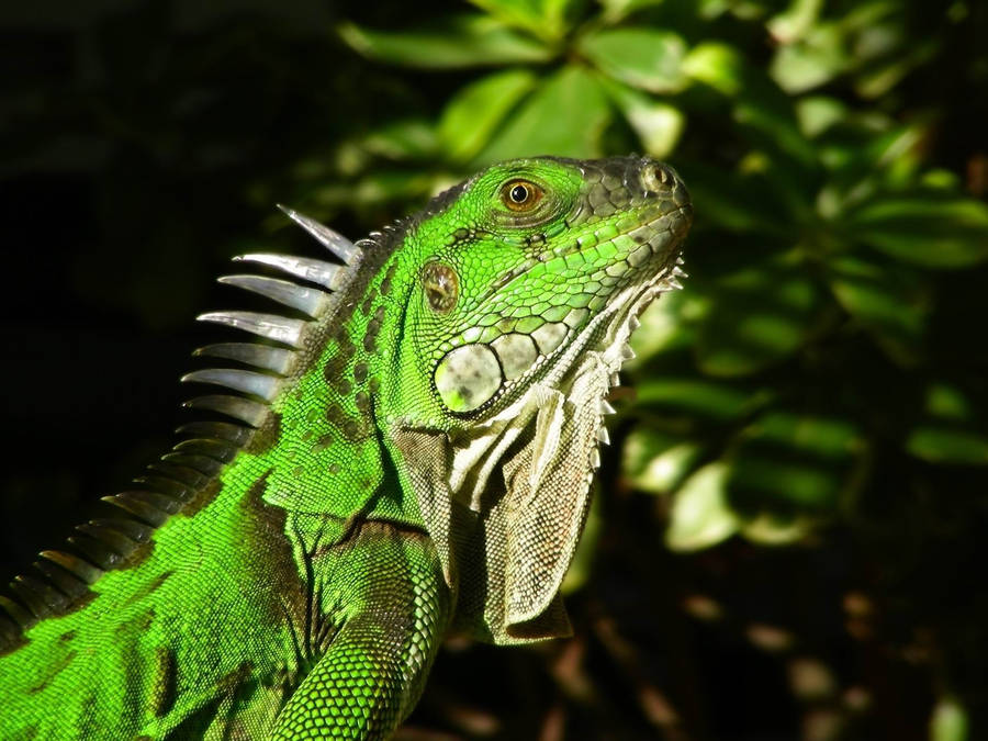 Brown And Green Iguana Reptile Wallpaper