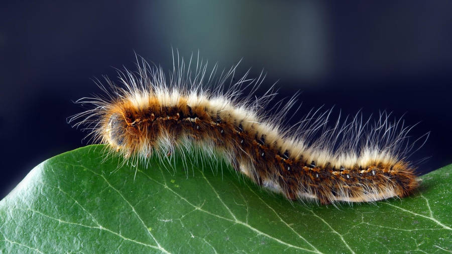 Brown And White Hairy Caterpillar Wallpaper