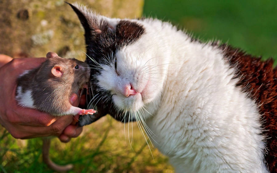 Brown And White Rat With Cat Wallpaper