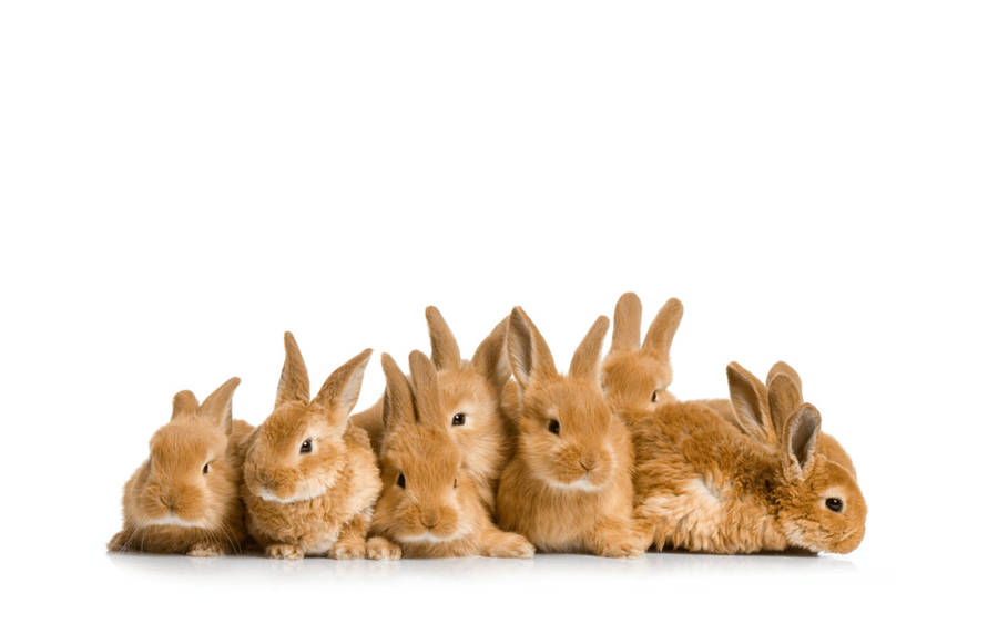 Brown Baby Bunnies Wallpaper