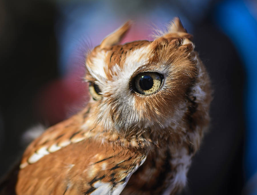 Brown Baby Owl Macro Wallpaper
