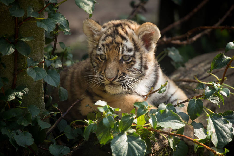 Brown Baby Tiger Wallpaper