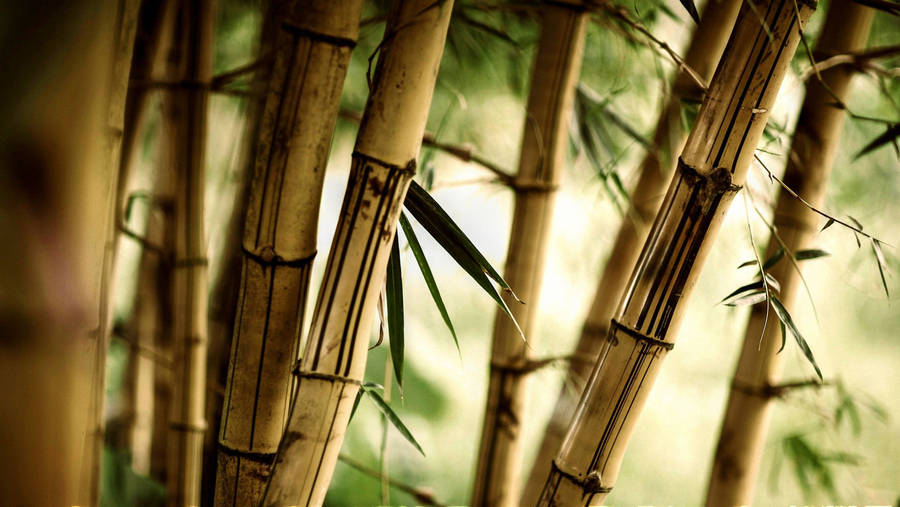 Brown Bamboo Plants Wallpaper