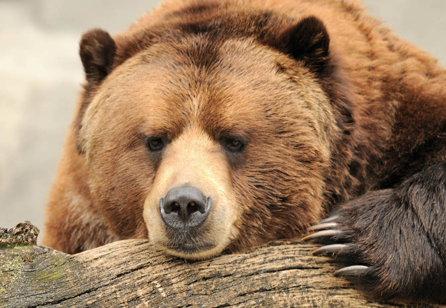 Brown Bear On Mossy Wood Wallpaper