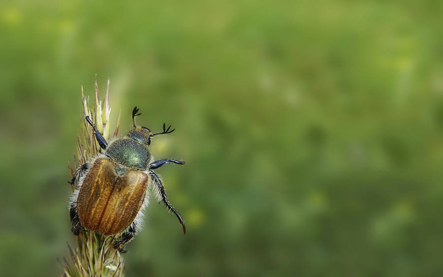 Brown Beetle On Minimal Grass Wallpaper