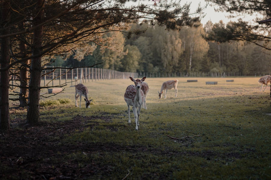 Brown Deer Animals On Green Grass Farm Wallpaper