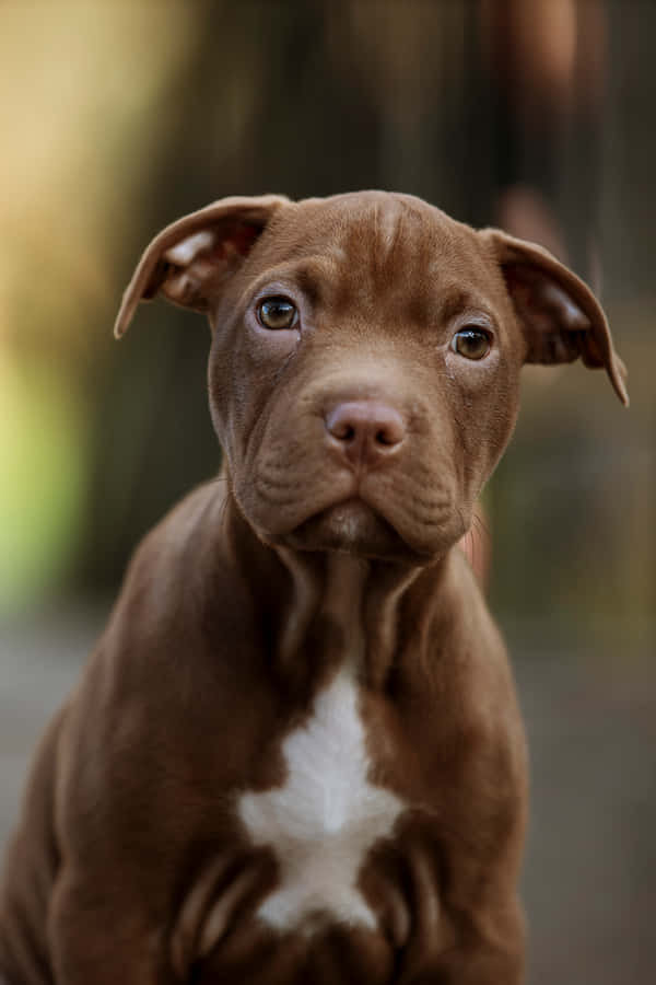 Brown Dog Pitbull Puppy Wallpaper