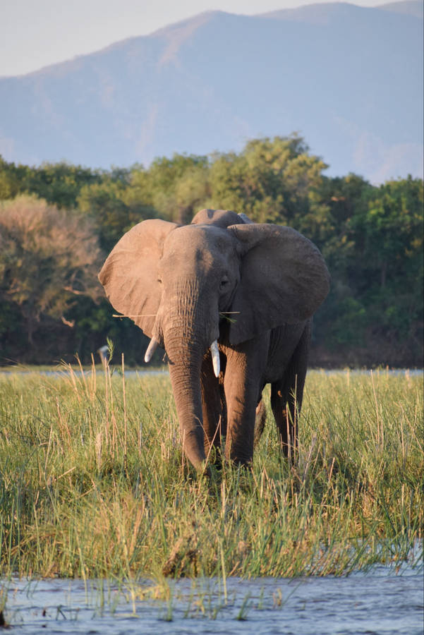 Brown Elephant Iphone Wallpaper