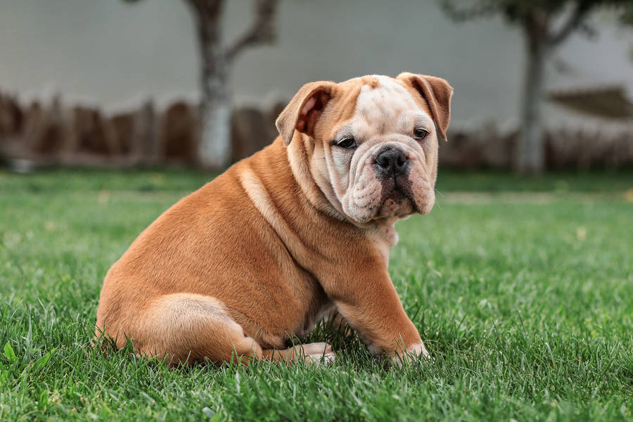 Brown English Bulldog Puppy Wallpaper