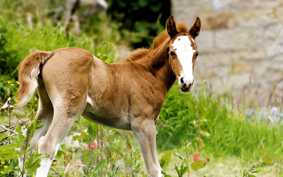 Brown Foal Side Angle Shot Wallpaper