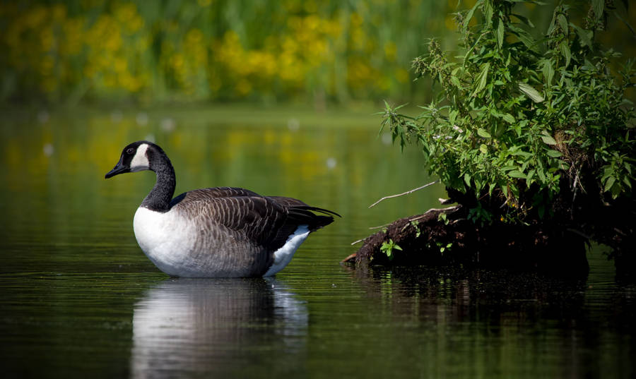 Brown Goose On The Water Wallpaper