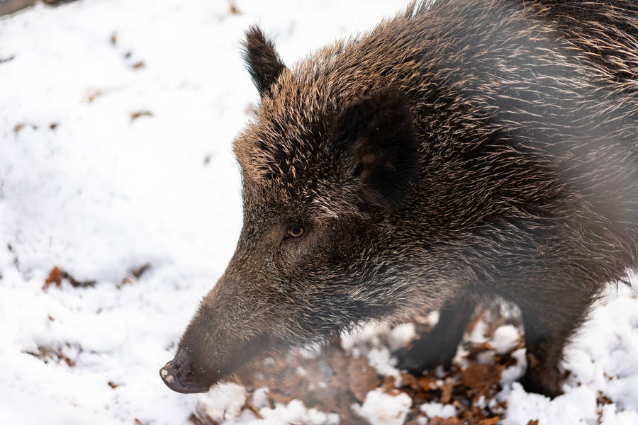 Brown Hairy Boar Wild Animal Wallpaper