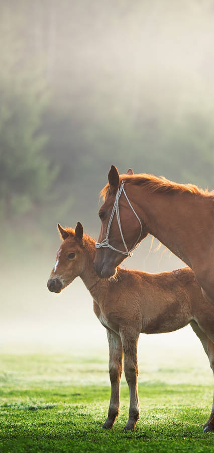 Brown Horse With Baby Foal Wallpaper