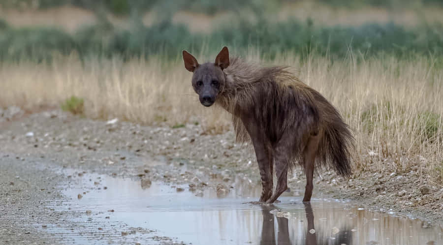 Brown Hyena Standing Near Water Puddle Wallpaper