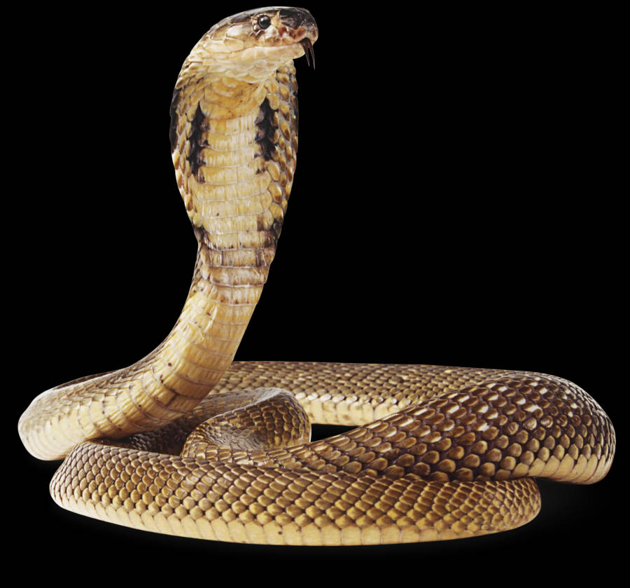 Brown King Cobra Wallpaper