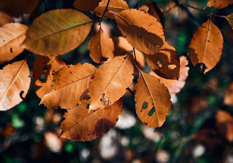 Brown Leaves Fall Desktop Wallpaper