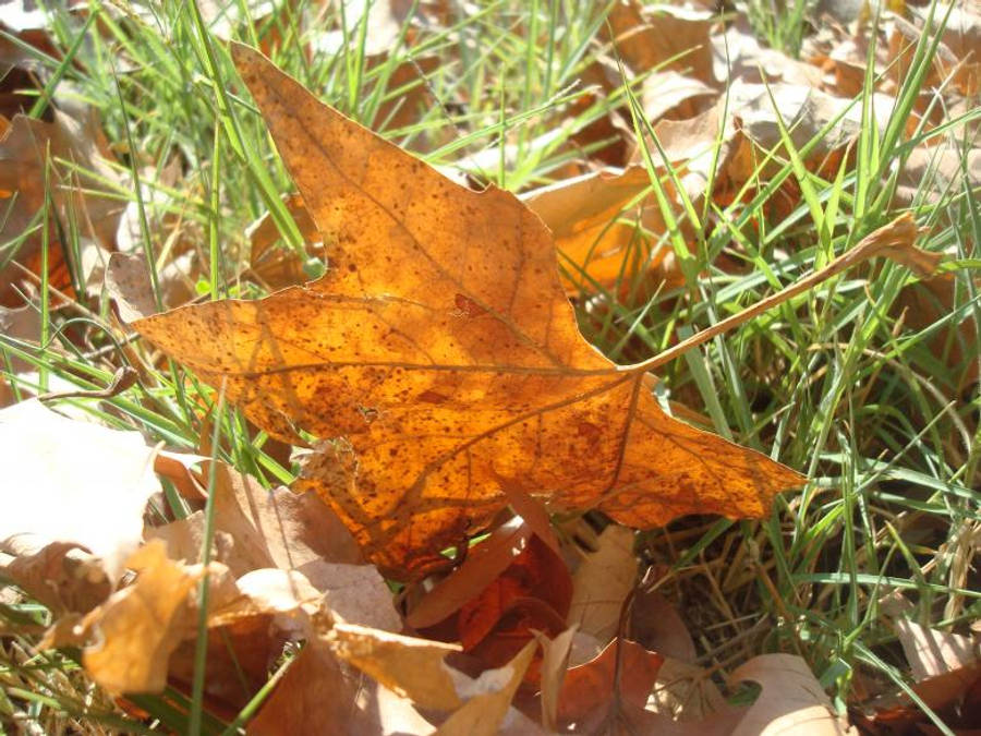 Brown Maple Leaf Beautiful Autumn Desktop Wallpaper