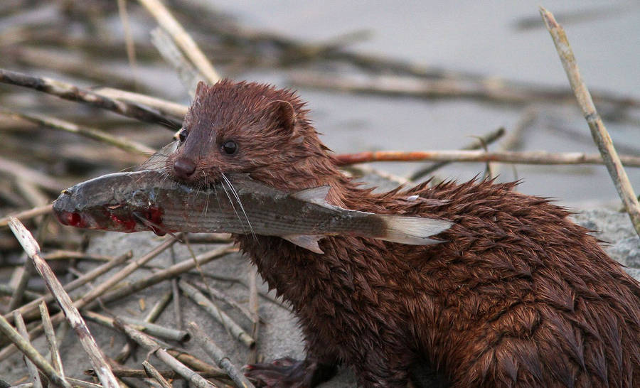 Brown Mink Catching A Fish Wallpaper