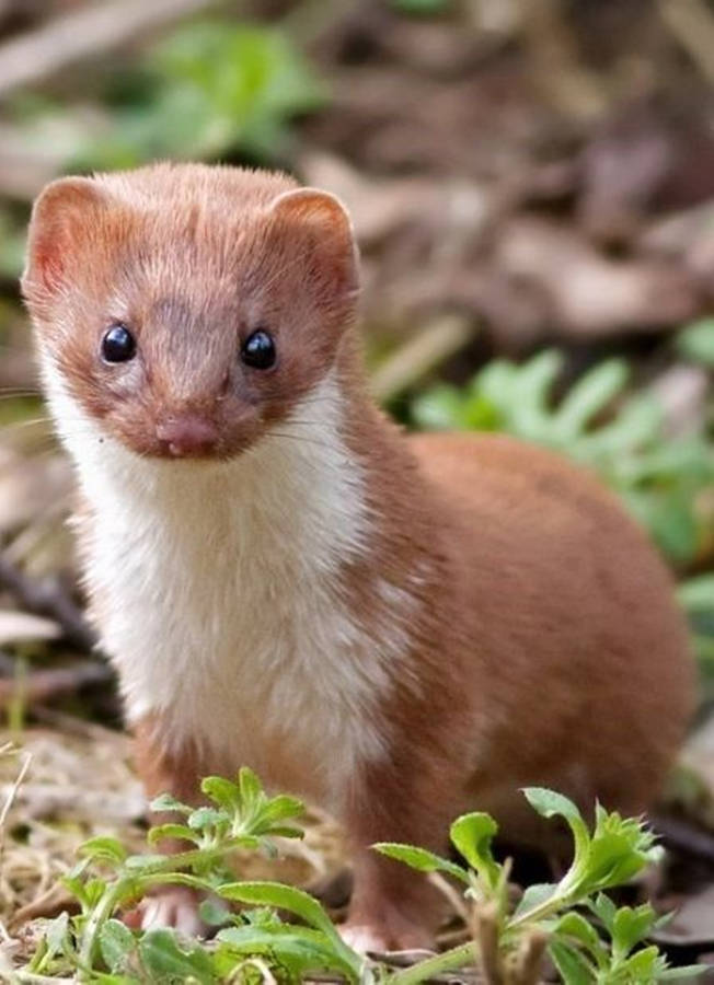 Brown Mink In Forest Wallpaper