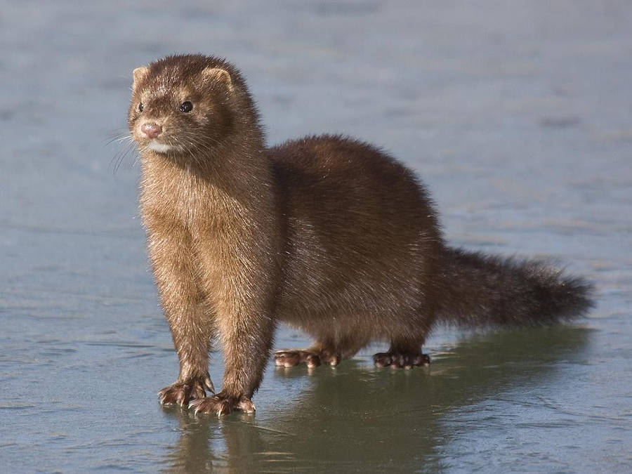 Brown Mink On Frozen River Wallpaper