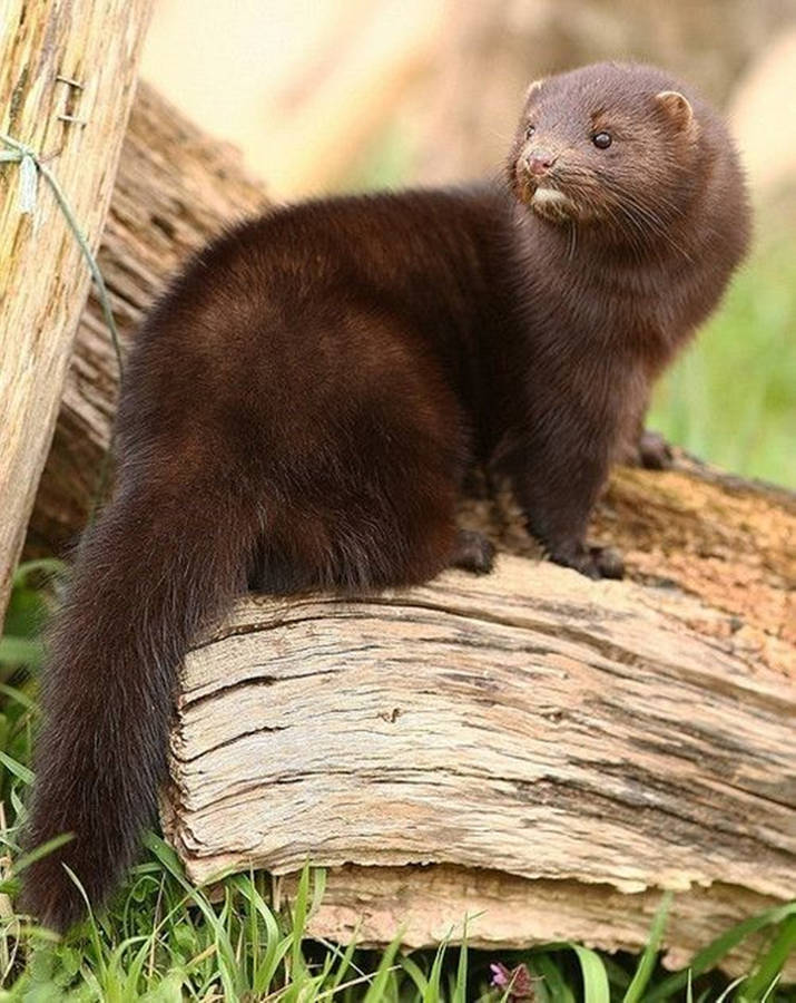 Brown Mink On Tree Bark Wallpaper