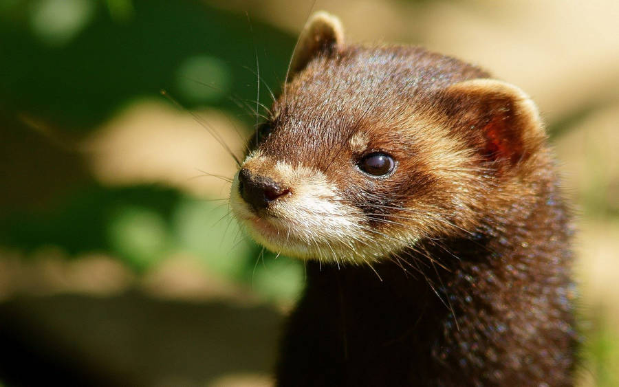 Brown Mink With Hazy Surface Wallpaper