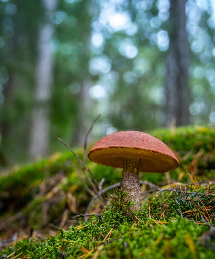 Brown Mushroom Aesthetic Wallpaper