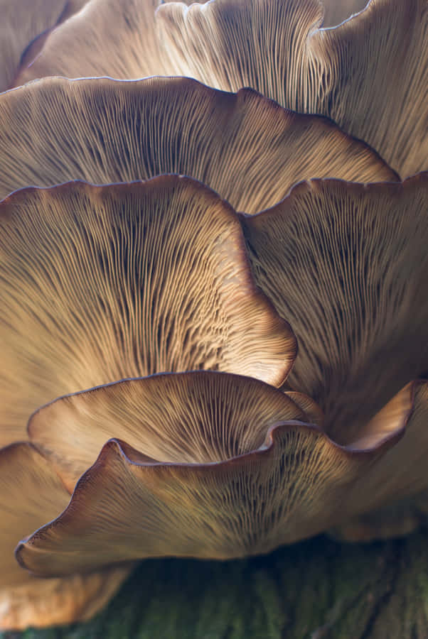 Brown Oyster Mushroom Fungus Selective Focus Wallpaper