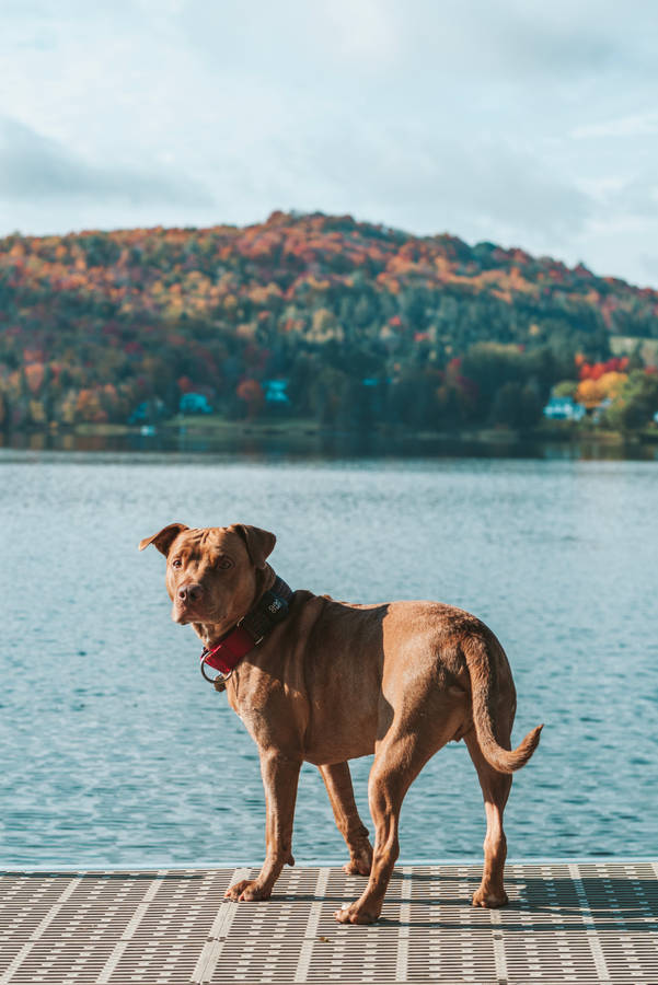 Brown Pitbull In The Lakeside Wallpaper