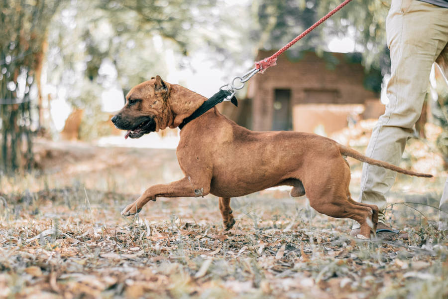 Brown Pitbull On A Leash Wallpaper