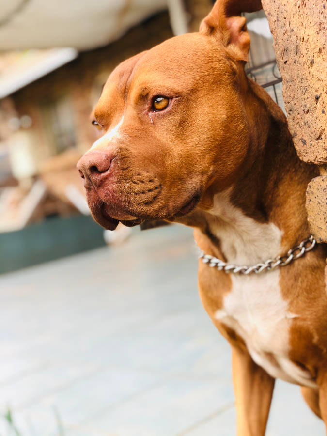 Brown Pitbull With Brown Eyes Wallpaper